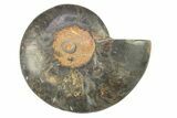 Cut & Polished Ammonite Fossil (Half) - Unusual Black Color #281450-1